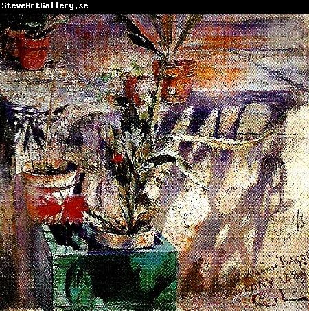 Carl Larsson stilleben med blomkrukor